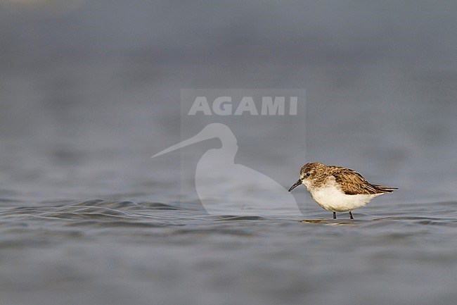 Little Stint - Zwergstrandläufer - Calidris minuta, Oman, adult stock-image by Agami/Ralph Martin,