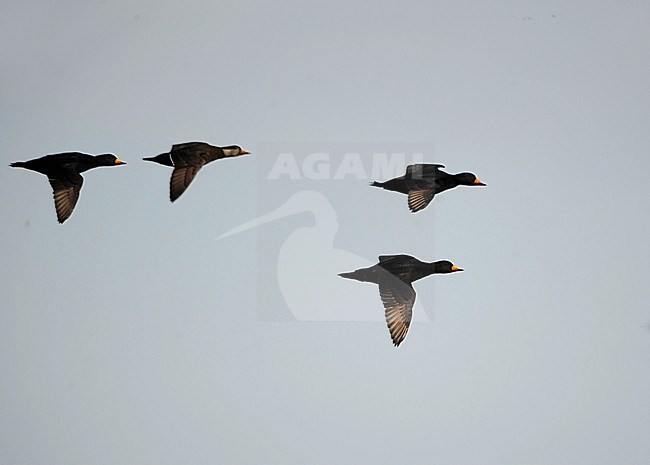 Black Scoter (Melanitta americana) in flight off the coast in Japan, including a first winter male. stock-image by Agami/Dani Lopez-Velasco,