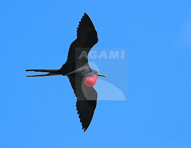 Adult male Great Frigatebird, Fregata minor, at Reitoru- Tuamotu archipelago - French polynesia. stock-image by Agami/Aurélien Audevard,