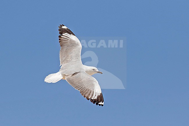 Adult winter African Grey-headed gull (Chroicocephalus cirrocephalus), also known as the gray-hooded gull, in South Africa. stock-image by Agami/Pete Morris,