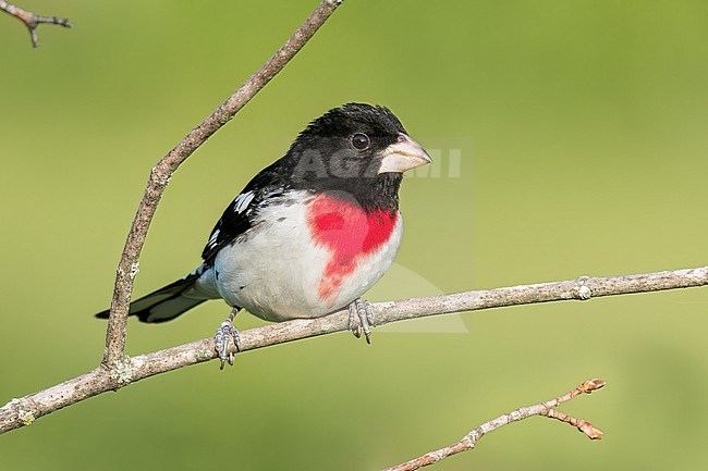 Rose-breasted Grosbeak (Pheucticus ludovicianus) perched on a branch in Ontario, Canada. stock-image by Agami/Glenn Bartley,
