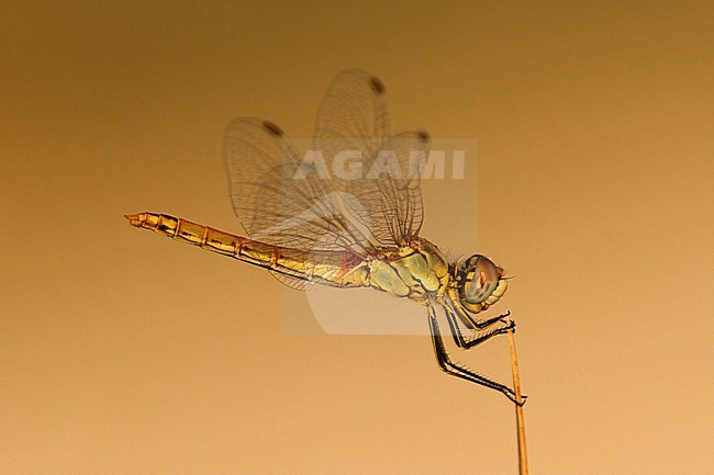 Red-veined Darter, Sympetrum fonscolombii stock-image by Agami/Walter Soestbergen,