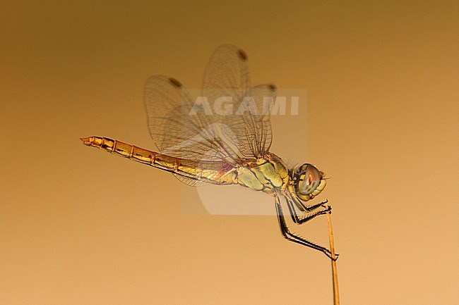 Red-veined Darter, Sympetrum fonscolombii, perched on a stick. stock-image by Agami/Walter Soestbergen,