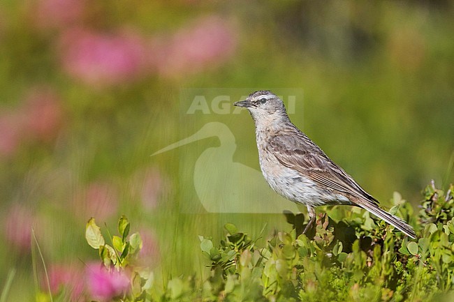 Adult Water Pipit (Anthus spinoletta spinoletta) in breeding plumage in alpine meadow in Alp mountains of Switzerland and with food stock-image by Agami/Ralph Martin,