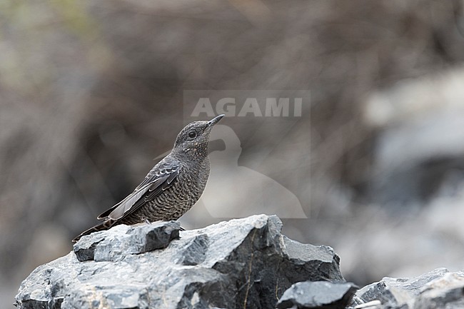 Western Blue Rock Thrush; Monticola solitarius ssp. longirostris stock-image by Agami/Ralph Martin,