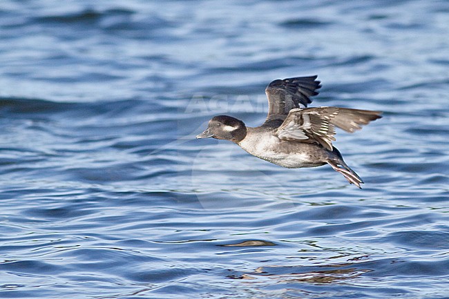 Bufflehead (Bucephala albeola) flying in Victoria, BC, Canada. stock-image by Agami/Glenn Bartley,