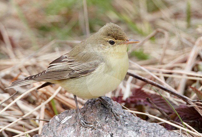 Spotvogel op de grond; Icterine Warbler on the ground stock-image by Agami/Markus Varesvuo,