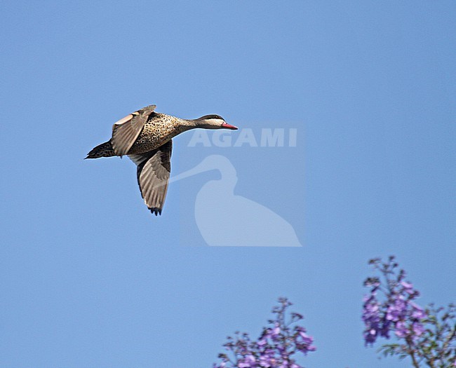Red-billed Teal (Anas erythrorhyncha) in Madagascar. stock-image by Agami/Pete Morris,