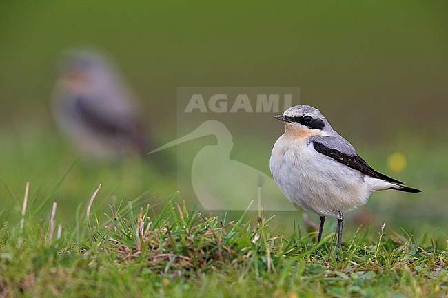 Mannetje Tapuit, Male Northern Wheatear stock-image by Agami/Daniele Occhiato,
