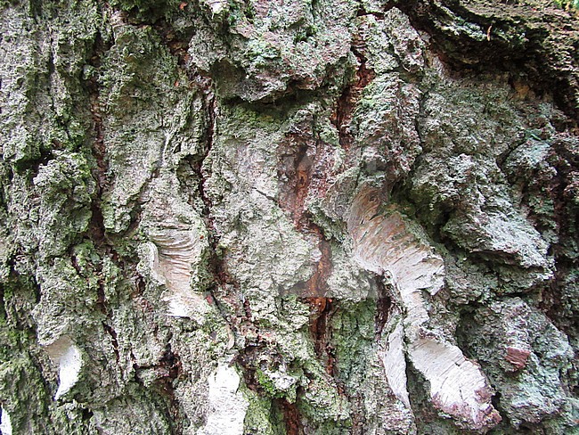 Closeup from bark of a tree in Springendal, Twente, part of Overijssel in the Netherlands. stock-image by Agami/Marc Guyt,