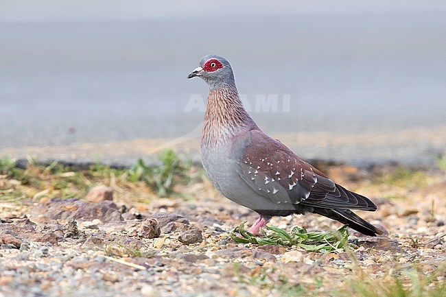Speckled Pigeon (Columba guinea), side view of an adult standing on the ground, Western Cape, South Africa stock-image by Agami/Saverio Gatto,