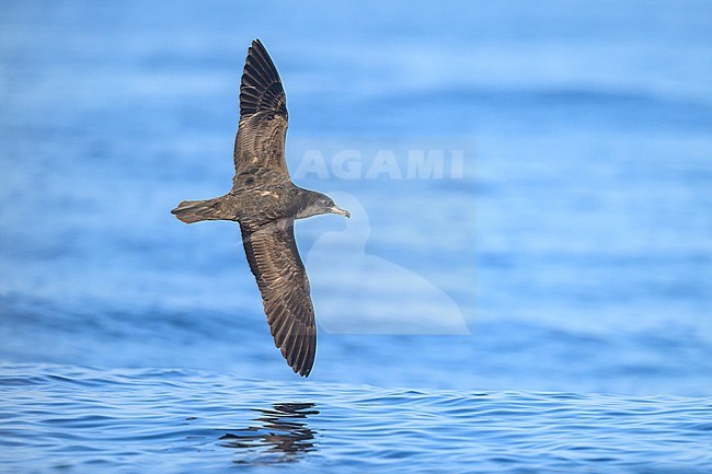Flesh-footed shearwater, Ardenna carneipes, in flight. stock-image by Agami/Sylvain Reyt,