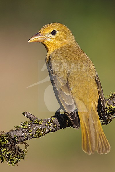 Adult female
Galveston Co., TX
April 2012 stock-image by Agami/Brian E Small,