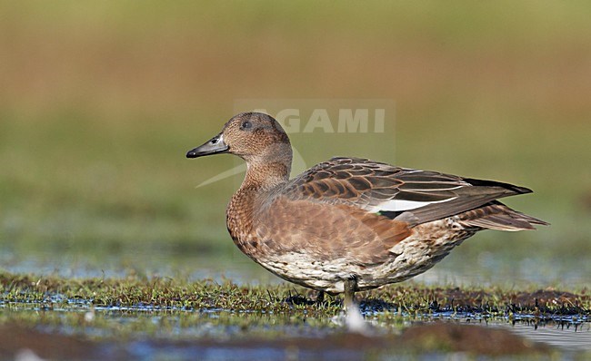 Smient vrouwtje rustend in gras; Eurasian Wigeon female resting in gras stock-image by Agami/Markus Varesvuo,
