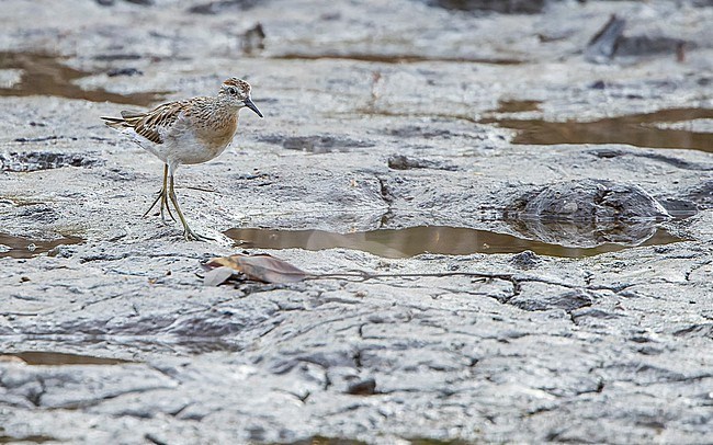 Sharp-tailed Sandpiper (Calidris acuminata) walking. stock-image by Agami/Lennart Verheuvel,