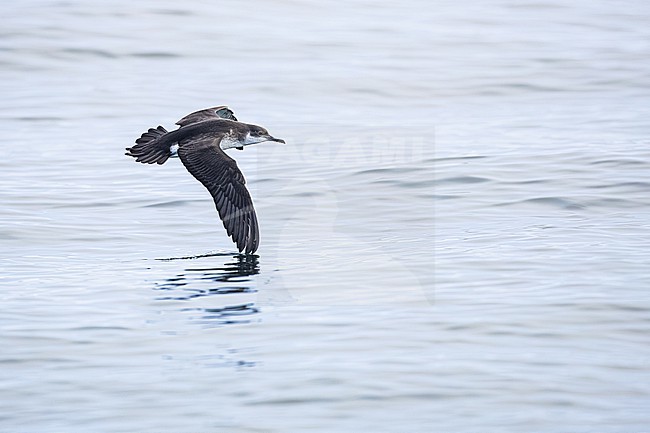  stock-image by Agami/Menno van Duijn,