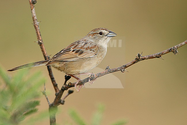 Adult
Pima Co., AZ
July 2007 stock-image by Agami/Brian E Small,