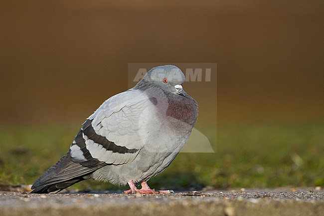 Feral Pigeon - Straßentaube -  Columba livia domestica, Germany, adult stock-image by Agami/Ralph Martin,