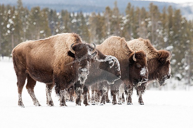Amerikaanse bizons staand in sneeuw; American bisons standing in snow stock-image by Agami/Caroline Piek,