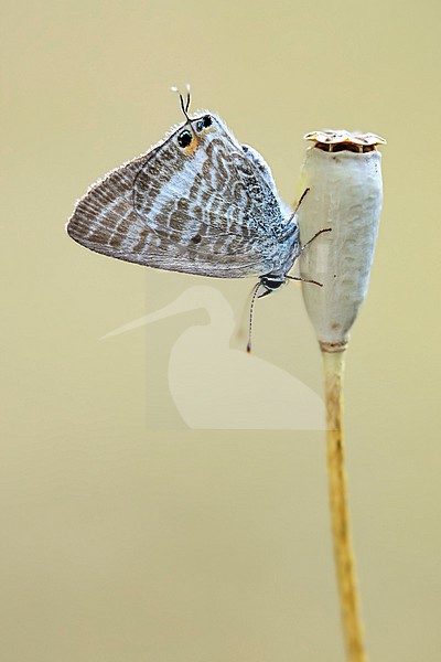 A close-up of a Long-tailed Blue butterfly stock-image by Agami/Wil Leurs,