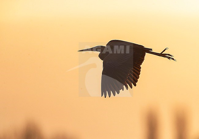 Purple Heron (Ardea purpurea) in flight in the Krimpenerwaard, Netherlands. Before sunrise. stock-image by Agami/Marc Guyt,