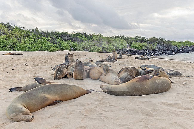 Galápagos sea lion (Zalophus wollebaeki) on the Galapagos Islands, part of the Republic of Ecuador. Resting on the beach. stock-image by Agami/Pete Morris,