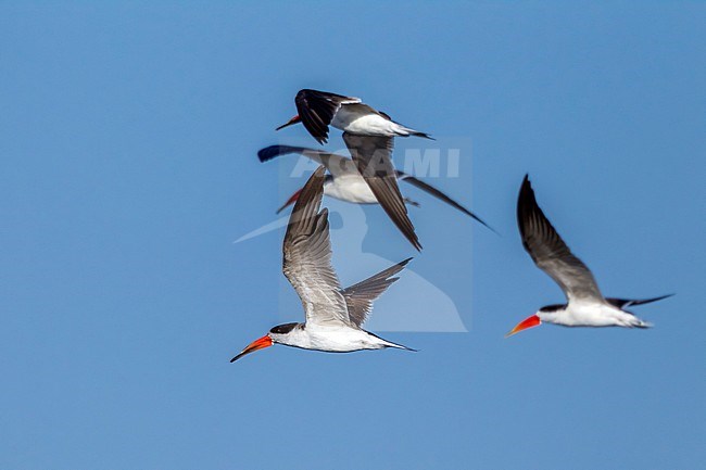 Flying Skimmer flying over the Nile Valley  close to Al Raqabah near Kom Ombo, Egypt. January 2012. stock-image by Agami/Vincent Legrand,