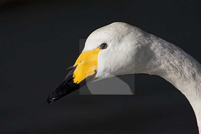 Wilde zwaan volwassen close-up; Whooper Swan adult portrait stock-image by Agami/Marc Guyt,