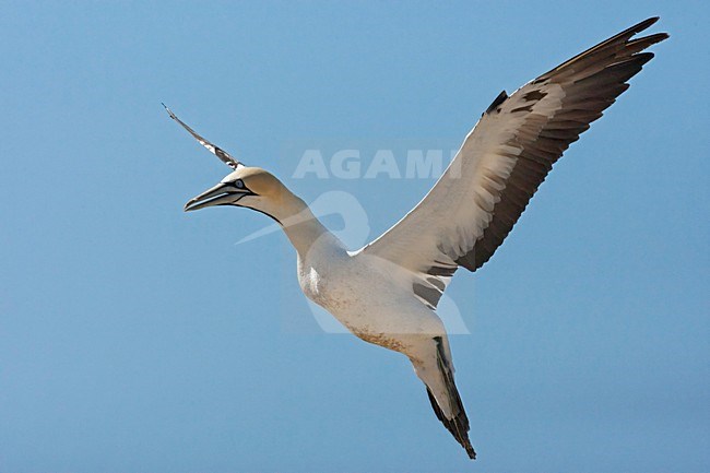 Kaapse Jan-van-gent in vlucht, Cape Gannet in flight stock-image by Agami/Wil Leurs,