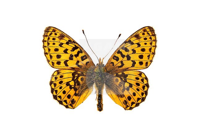 Pearl-bordered Fritillary, Zilvervlek, Boloria euphrosyne stock-image by Agami/Wil Leurs,