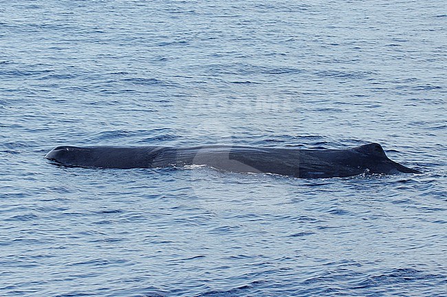 Sperm whale (Physeter macrocephalus) taken the 25/08/2022 at Toulon - Franc.e. stock-image by Agami/Nicolas Bastide,