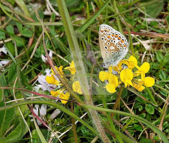 Adonis Blue (Lysandra bellargus), Martin Down, Hampshire, UK stock-image by Agami/Steve Gantlett,