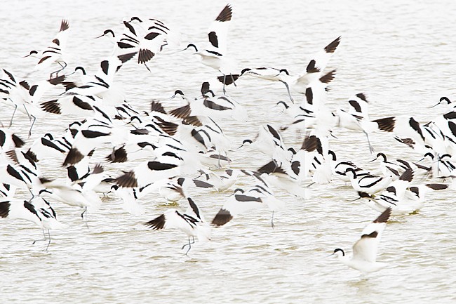 Kluut, Pied Avocet, Recurvirostra avosetta stock-image by Agami/Menno van Duijn,