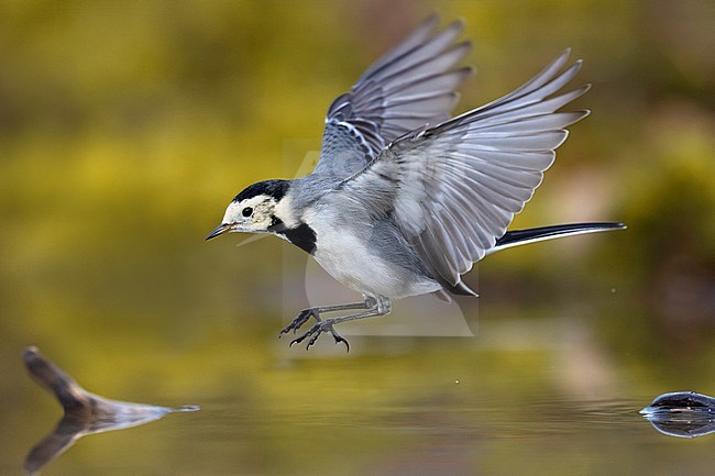 White Wagtail (Motacilla alba) in Italy. stock-image by Agami/Daniele Occhiato,