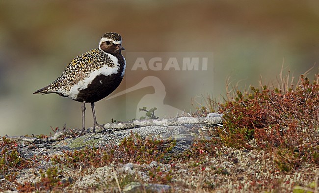 Goudplevier in zomerkleed, European Golden Plover in summerplumage stock-image by Agami/Markus Varesvuo,