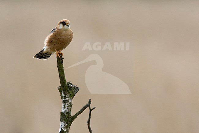 Roodpootvalk, Red-footed Falcon, Falco verspertinus stock-image by Agami/Harvey van Diek,