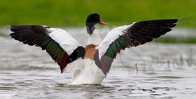 Bergeend; Common Shelduck stock-image by Agami/Roy de Haas,