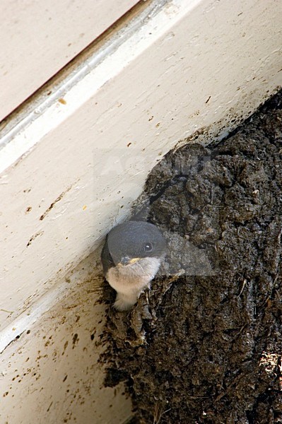 House Martin chicks at nest, Huiszwaluw kuikens op nest stock-image by Agami/Wil Leurs,