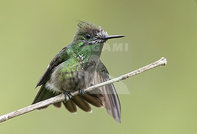 A male Butterfly Coquette (Lophornis verreauxii verreauxii) at Puerto Asis, Putumayo, Colombia.  This near adult bird has pin feathers, or unopened feathers, around the bill. stock-image by Agami/Tom Friedel,