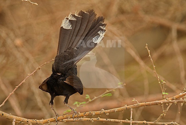 Black Scrub Robin (Cercotrichas podobe) in Saudi Arabia. stock-image by Agami/Eduard Sangster,