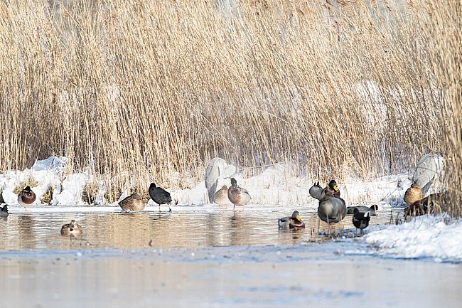 Various water fowl ( Coot, Mallard, Grey Heron) surviving in a small stretch of open water during a very cold period in winter in the Netherlands stock-image by Agami/Arnold Meijer,