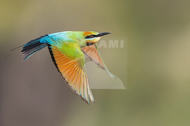 Rainbow Bee-eater (Merops ornatus) flying in eastern Australia. stock-image by Agami/Glenn Bartley,