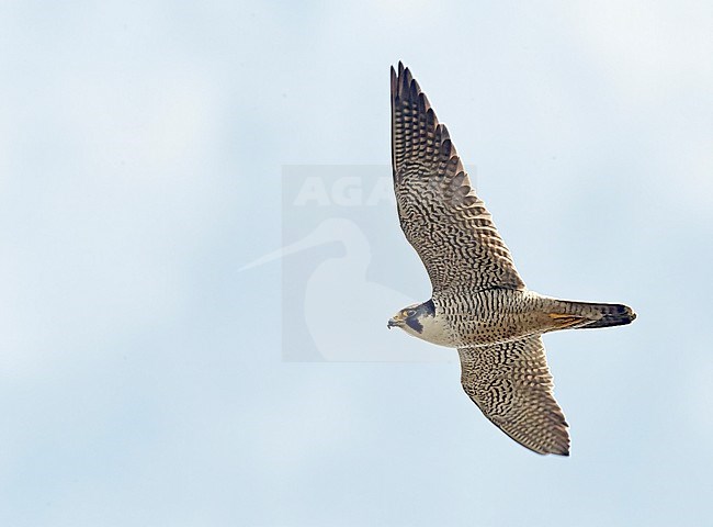 Adult Peregrine Falcon (Falco peregrine) in flight during summer at Vaala in Finland. stock-image by Agami/Markus Varesvuo,