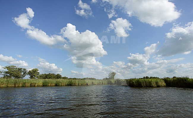 De Nieuwkoopse Plassen is een laagveenmoeras. stock-image by Agami/Jacques van der Neut,