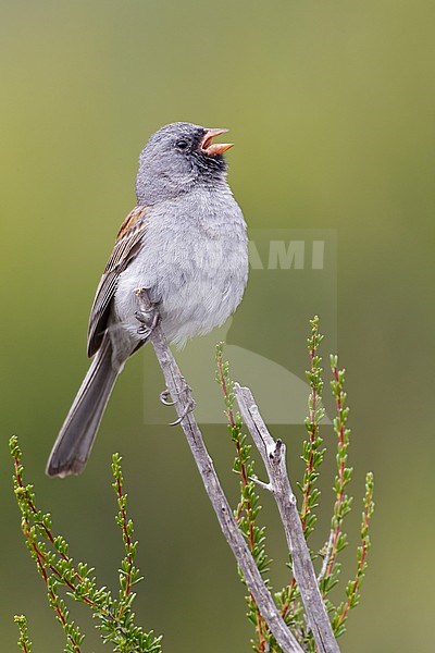 Adult
San Diego Co., CA
April 2011 stock-image by Agami/Brian E Small,