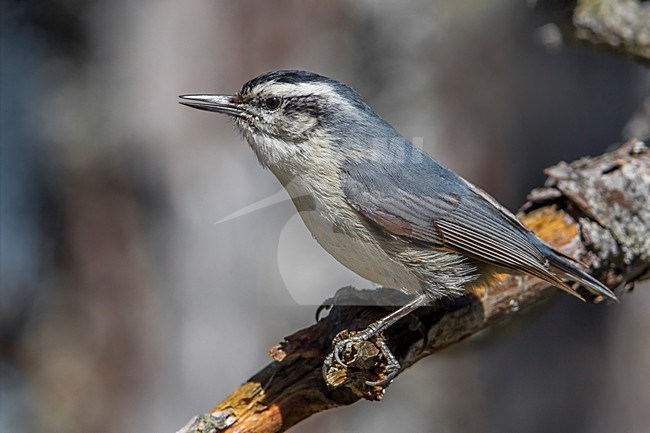 Corsicaanse Boomklever zingend in denneboom; Corsican Nuthatch singing in pinetree stock-image by Agami/Daniele Occhiato,
