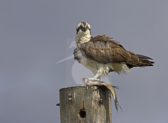 Osprey perched on a pole with a fish; Visarend zittend op een paal met een vis stock-image by Agami/Jari Peltomäki,