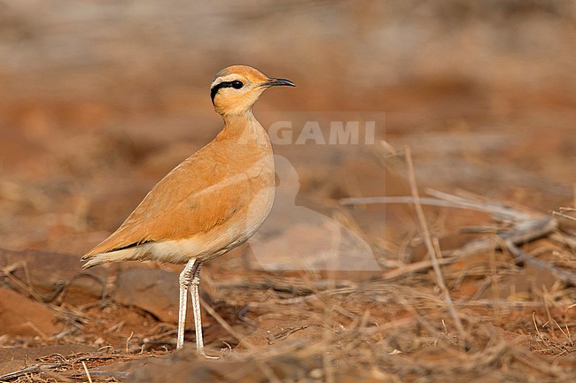 Cream-colored courser,Adult,  Santiago, Cape Verde (Cursorius cursor) stock-image by Agami/Saverio Gatto,