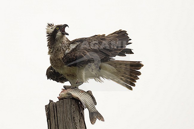 Osprey with a fish prey stock-image by Agami/Han Bouwmeester,