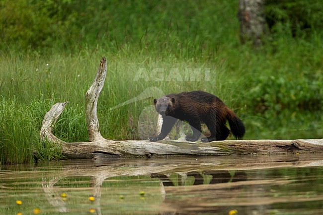 Veelvraat, Wolverine stock-image by Agami/Danny Green,